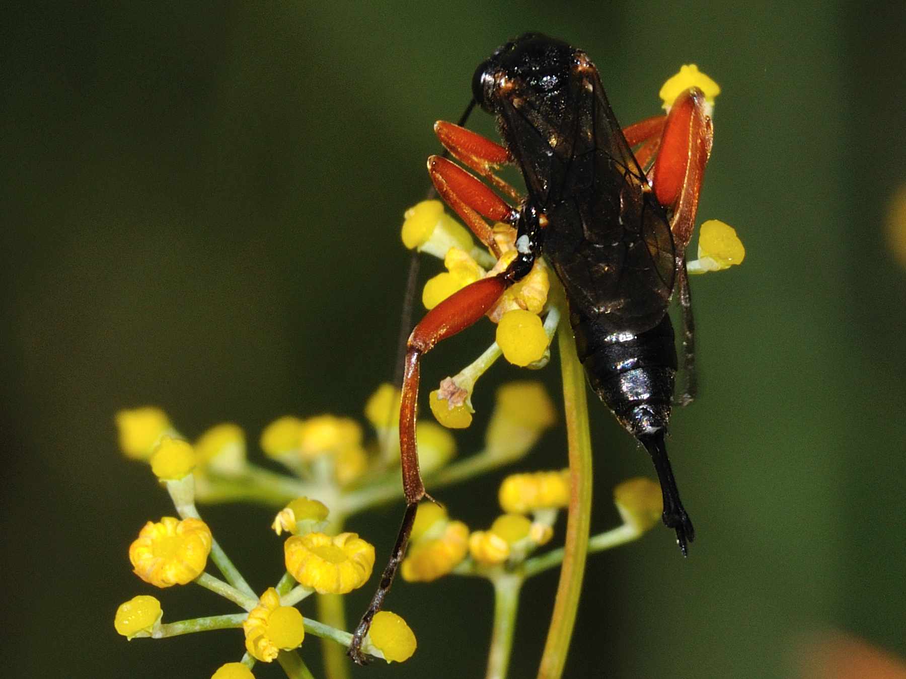 Ichneumonide nero con zampe rosse: Pimpla rufipes